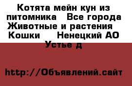 Котята мейн-кун из питомника - Все города Животные и растения » Кошки   . Ненецкий АО,Устье д.